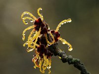Hamamelis x intermedia 2016 01 23 9014